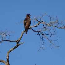 Birds of Kasungu National Park, Malawi