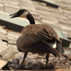 Canada Goose