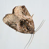 Pink-barred pseudeustrotia moth