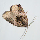 Pink-barred pseudeustrotia moth