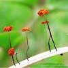 Pinwheel mushroom~