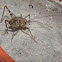 Greenhouse Stone Cricket