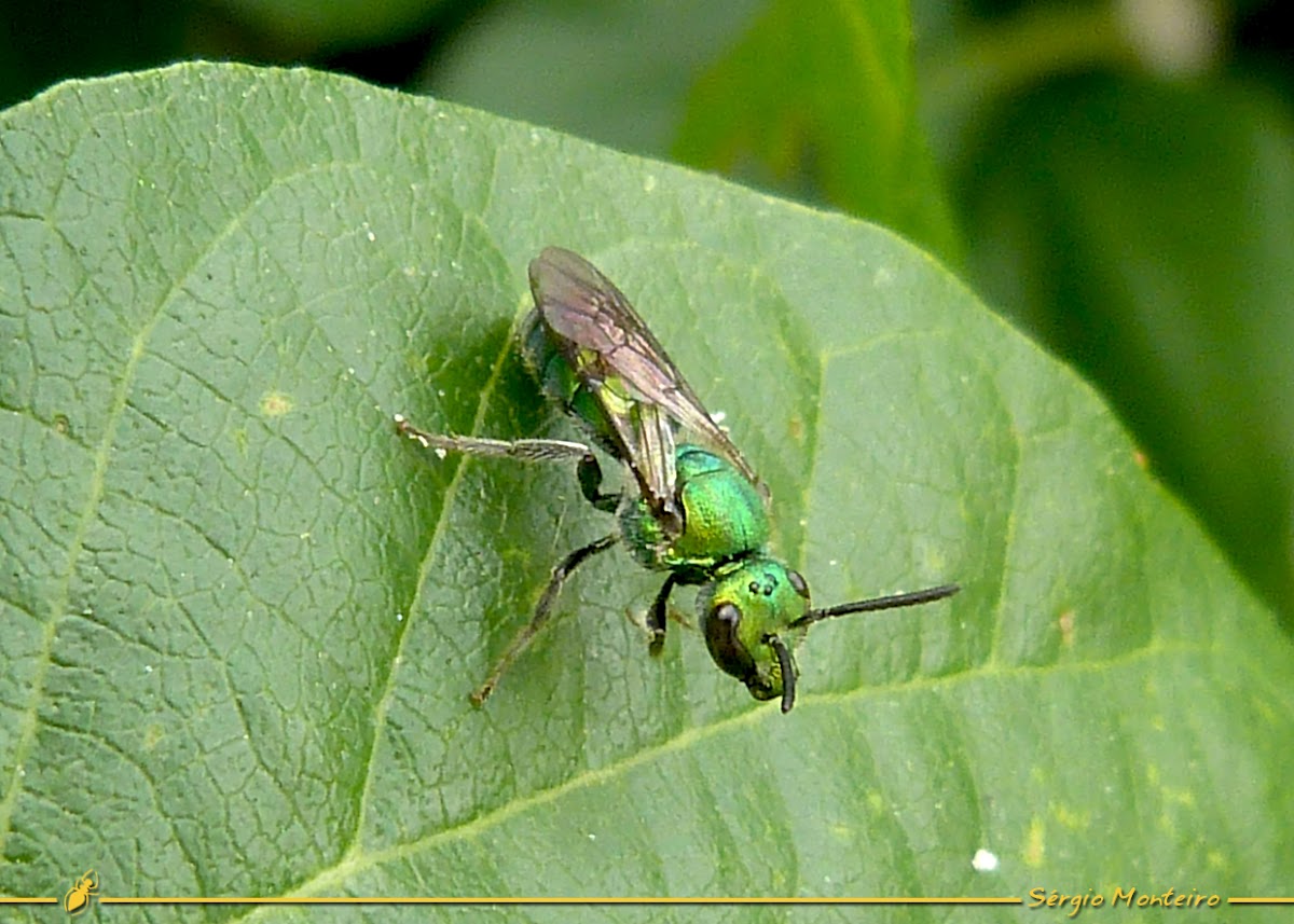 Metallic green sweat bee
