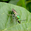 Metallic green sweat bee