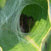 Grass Spider (Male)