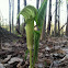 Jack-in-the-pulpit , Indian turnip,