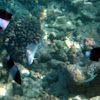 black pyramid butterflyfish