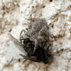 Jumping Spider with Fly