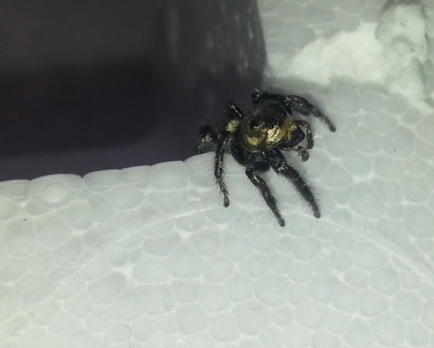 male jumping spider | Project Noah