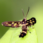 Wasp Moth? Hand Maiden Moth