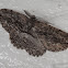 Unknown moth (♂)
