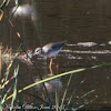 Redshank; Archibebe Común