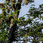 Yellow rumped cacique and nests