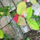 heart's-a-bursting/strawberry bush