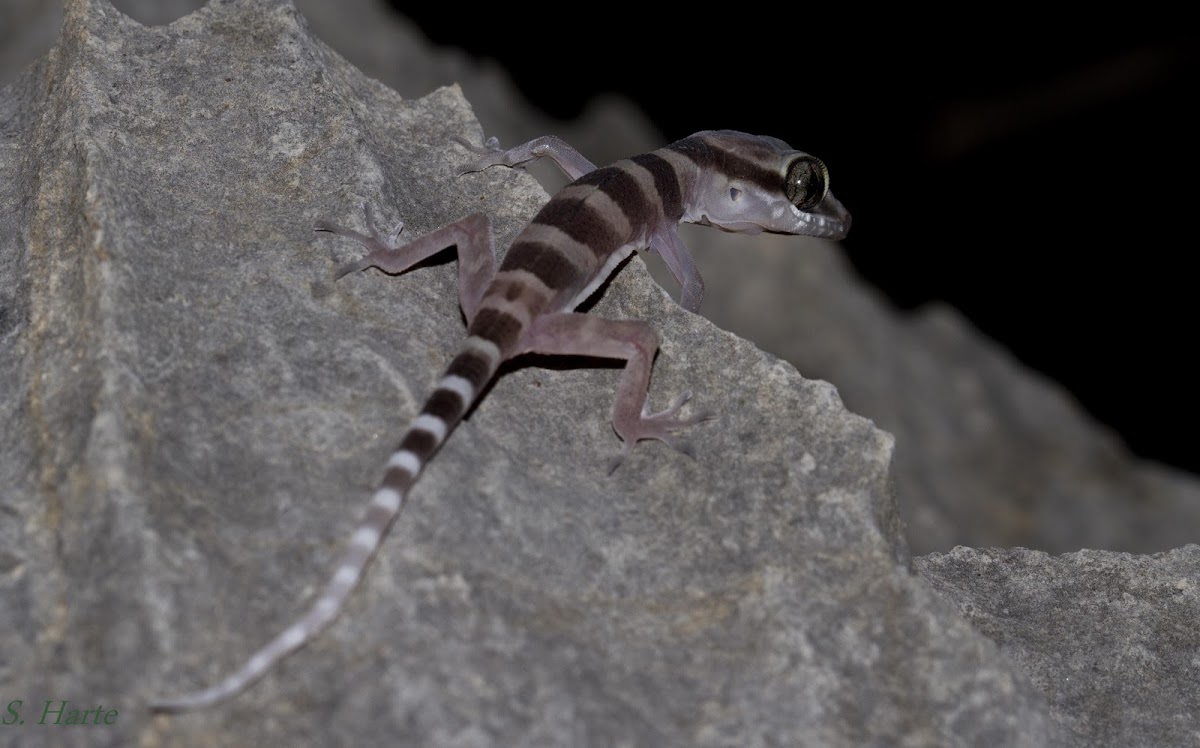 Ring-tailed Gecko (Jv)