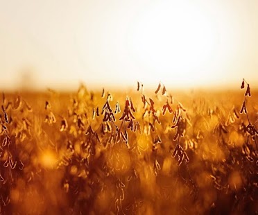 download Aestheticism Wallpaper free
