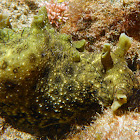 Sea Hare - Sea Slug