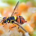 Oriental Fruit Fly