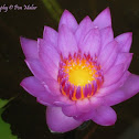 Red & Blue Water Lily