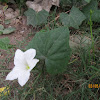Ivy Gourd or Telakucha