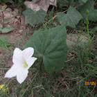 Ivy Gourd or Telakucha