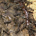 Army ant and prey (centipede)