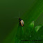 Large Striped Flea Beetle