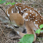 Whitetail Deer