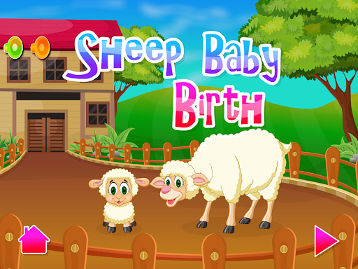 Sheep Baby Birth