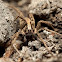 Brisbane Wolf Spider