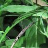 Stick Insect