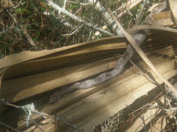 Gray Ratsnake Project Noah