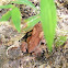 Eastern American Toad