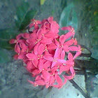Jungle Geranium