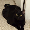 Black Bombay Cat