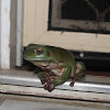 Australian Green Treefrog