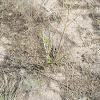 Desert Cottontail Rabbit evidence
