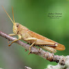 Plains Bird Grasshopper (Pale Colored)