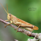 Plains Bird Grasshopper (Pale Colored)