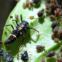 Ladybug Larvae