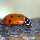 Convergent ladybird beetle