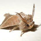Slug moth