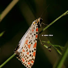 Crimson Speckled Moth