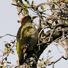 European Green Woodpecker, Pito real