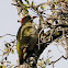 European Green Woodpecker, Pito real