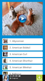 CatTube - Video of cat breeds poster 1