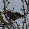 Swainson's Hawk (dark morph)