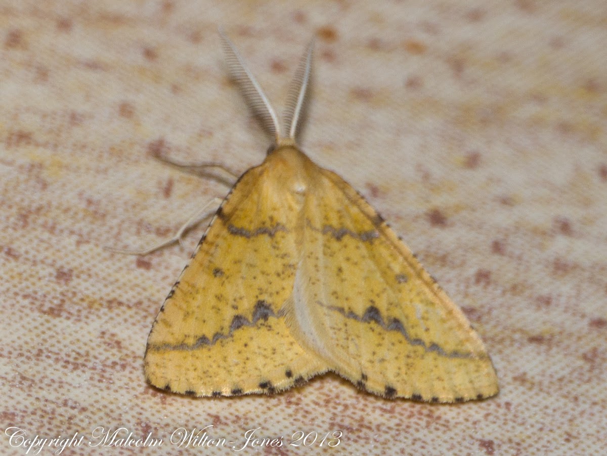 Yellow Belle Moth