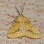 Yellow Belle Moth