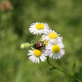 Daisy's and a Bug by Marsha Biller - Flowers Flowers in the Wild